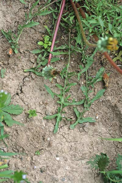 Taraxacum gasparrinii, Tarassaco di Gasparrini, Cicòria burda, Gicòria burda, Zicòria burda