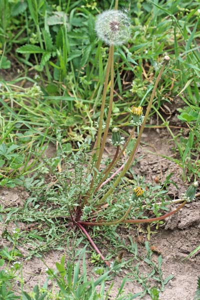 Taraxacum gasparrinii, Tarassaco di Gasparrini, Cicòria burda, Gicòria burda, Zicòria burda