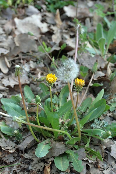 Taraxacum obovatum, Tarassaco obovato, Chériga, Cicòria burda, Denti di lioni, Gicòia de pòrcusu, Gicòria burda, Zicòria burda