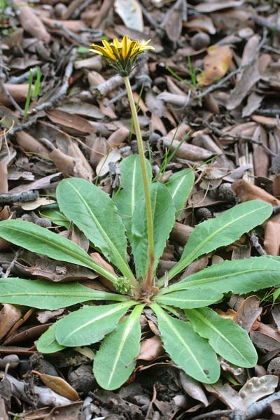 Taraxacum obovatum, Tarassaco obovato, Chériga, Cicòria burda, Denti di lioni, Gicòia de pòrcusu, Gicòria burda, Zicòria burda