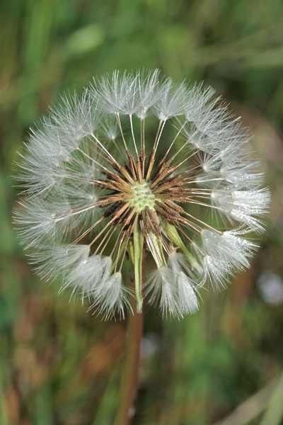 Taraxacum obovatum, Tarassaco obovato, Chériga, Cicòria burda, Denti di lioni, Gicòia de pòrcusu, Gicòria burda, Zicòria burda