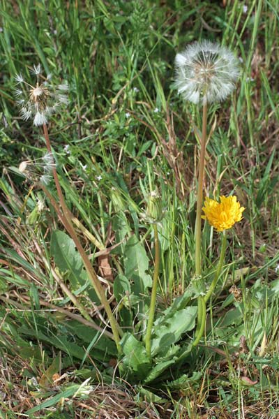 Taraxacum obovatum, Tarassaco obovato, Chériga, Cicòria burda, Denti di lioni, Gicòia de pòrcusu, Gicòria burda, Zicòria burda