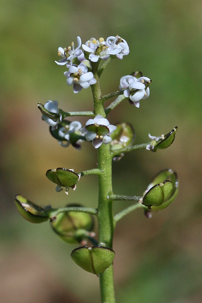 Teesdalia coronopifolia, Teesdalia a foglie di Coronopus