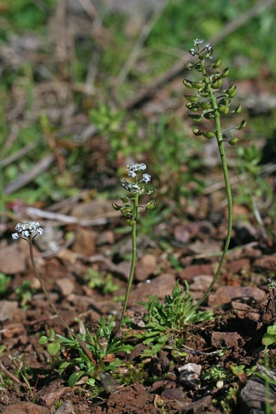 Teesdalia coronopifolia, Teesdalia a foglie di Coronopus
