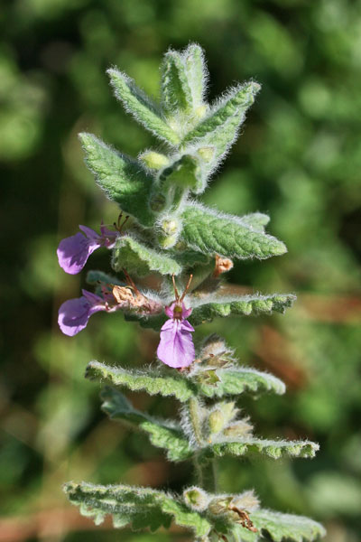 Teucrium scordium subsp. scordioides, Camedrio scordio, Eiba aglina, Iscordiu, Scordiu