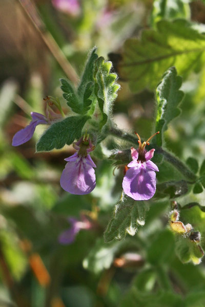 Teucrium scordium subsp. scordioides, Camedrio scordio, Eiba aglina, Iscordiu, Scordiu