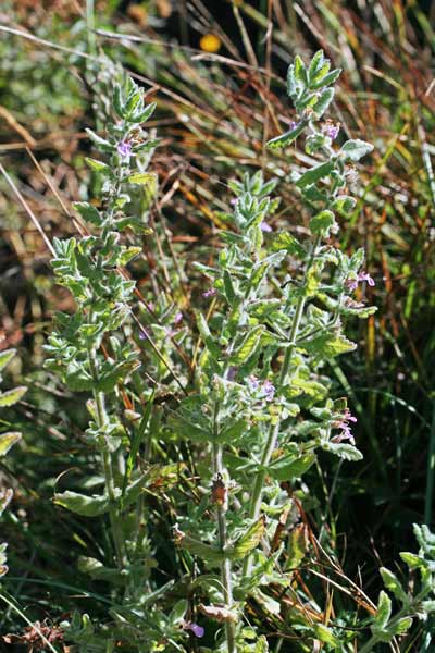 Teucrium scordium subsp. scordioides, Camedrio scordio, Eiba aglina, Iscordiu, Scordiu