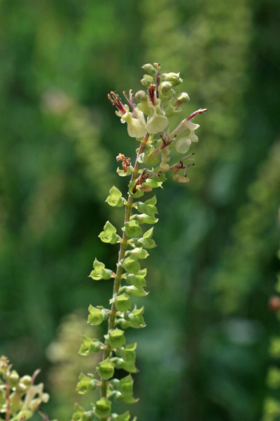 Teucrium scorodonia, Camedrio scorodonia