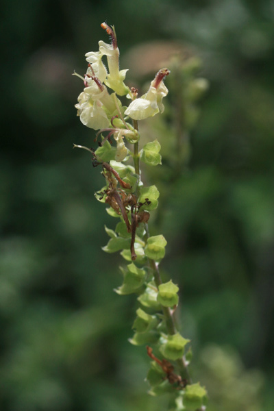 Teucrium scorodonia, Camedrio scorodonia