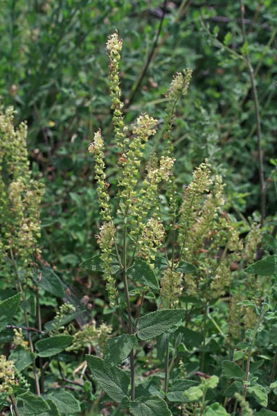 Teucrium scorodonia, Camedrio scorodonia