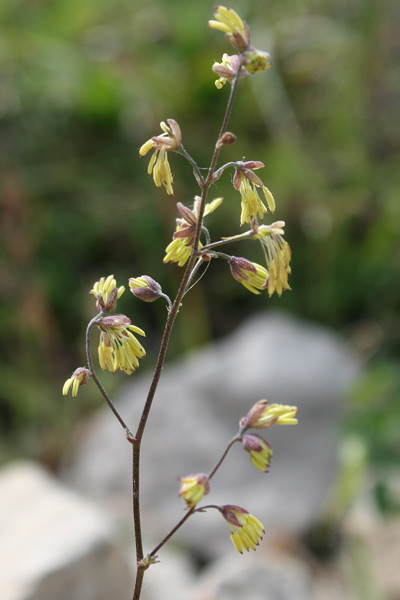 Thalictrum minus, Pigamo minore