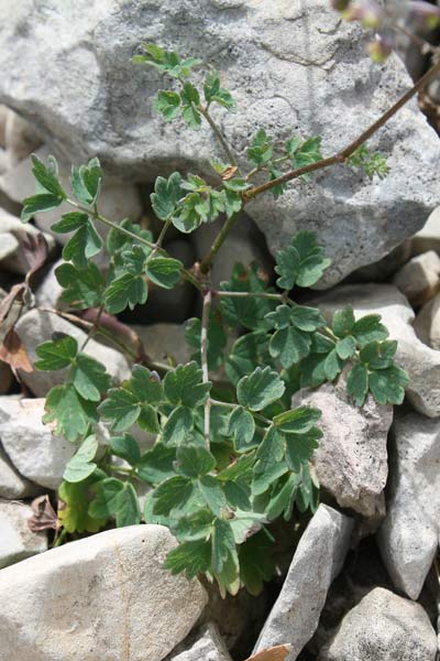 Thalictrum minus, Pigamo minore