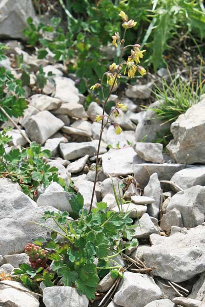 Thalictrum minus, Pigamo minore