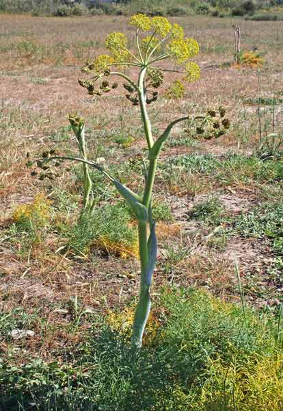 Thapsia garganica, Firrastrina comune, Tapsia, Ciciriopis, Eruledda, Feruledda, Fiurredda, Zizziriopsis