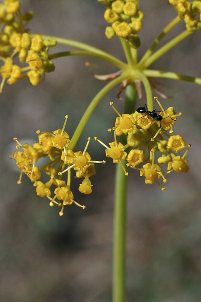 Thapsia meoides, Eleoselino