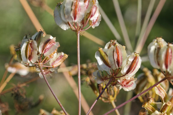 Thapsia meoides, Eleoselino