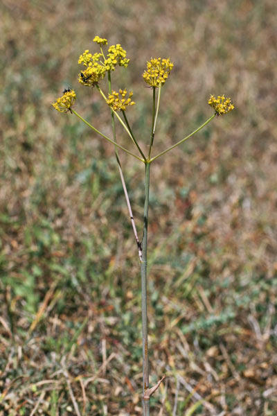 Thapsia meoides, Eleoselino