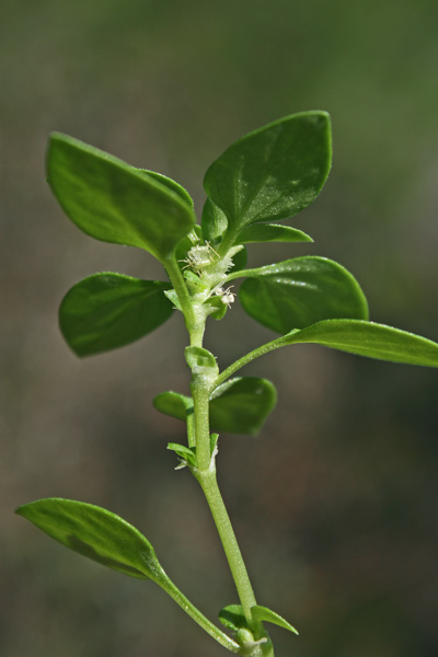 Theligonum cynocrambe, Porcaccia dei fossi, Erb'e puddas