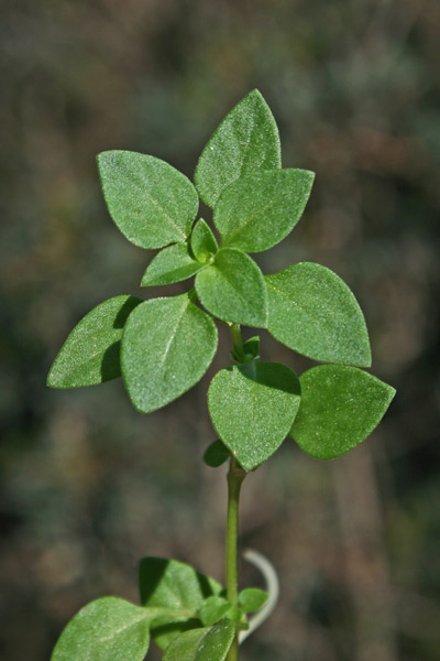 Theligonum cynocrambe, Porcaccia dei fossi, Erb'e puddas