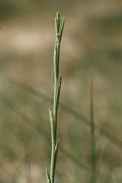 Thinopyrum junceum, Gramigna delle spiagge