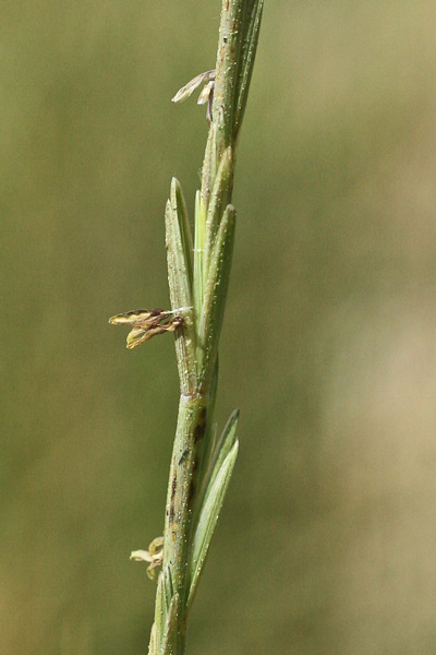 Thinopyrum junceum, Gramigna delle spiagge