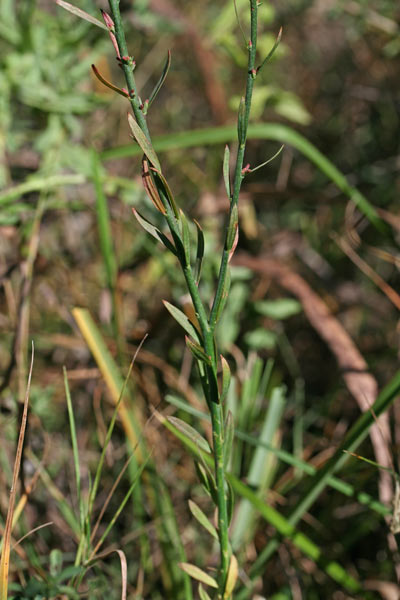 Thymelaea gussonei, Timelea di Gussone, Timelea