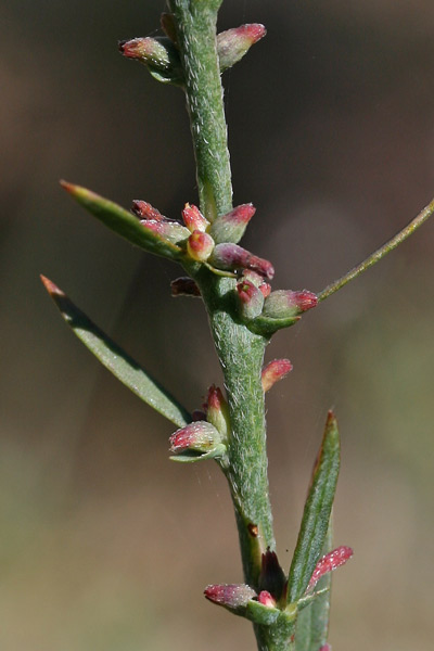 Thymelaea gussonei, Timelea di Gussone, Timelea