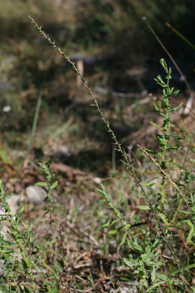 Thymelaea gussonei, Timelea di Gussone, Timelea