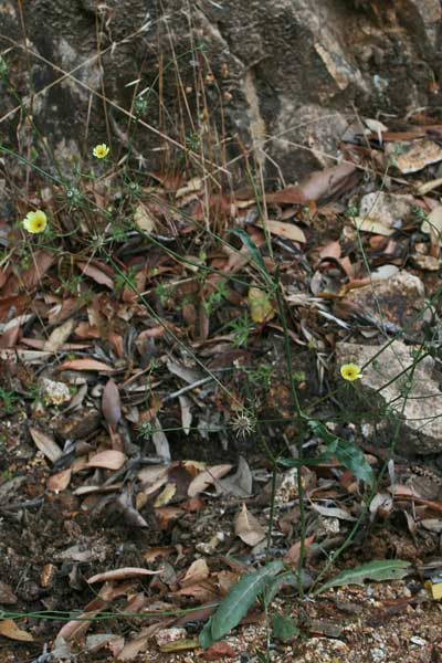 Tolpis umbellata, Radicchio ombrellato