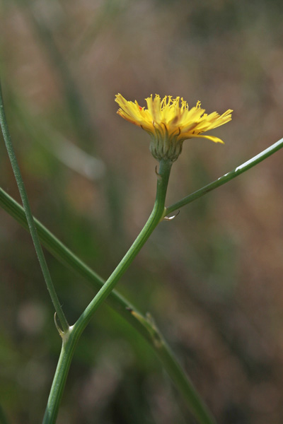 Tolpis virgata, Radicchio virgato