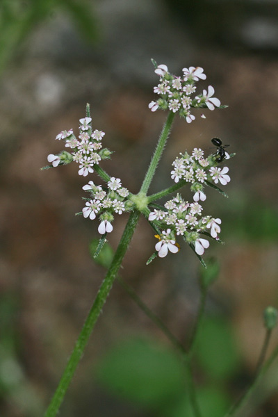 Tordylium maximum, Ombrellini maggiori, Tordilio maggiore