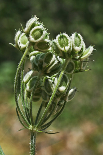 Tordylium maximum, Ombrellini maggiori, Tordilio maggiore