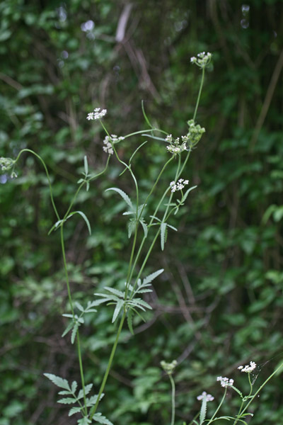 Tordylium maximum, Ombrellini maggiori, Tordilio maggiore