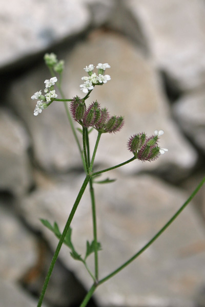 Torilis arvensis, Lappolina canaria, Zecca, Cuscusone, Cuscusoneddu