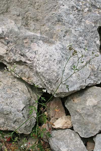 Torilis arvensis, Lappolina canaria, Zecca, Cuscusone, Cuscusoneddu