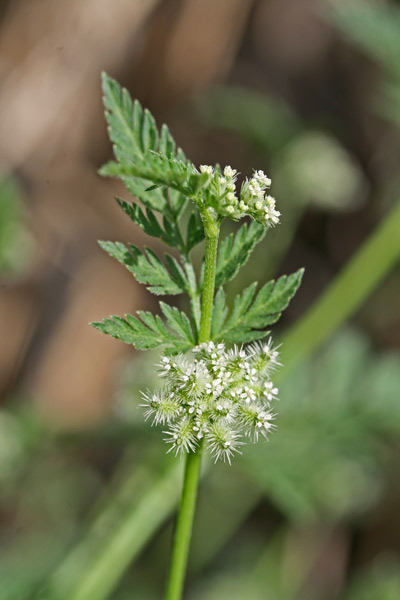 Torilis nodosa, Lappolina nodosa