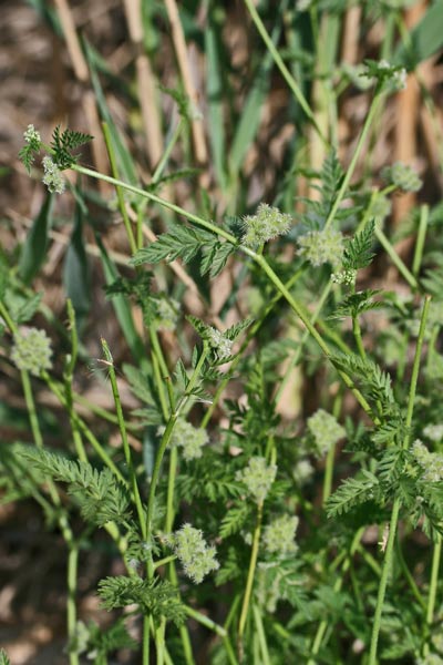 Torilis nodosa, Lappolina nodosa