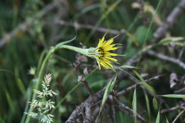 Tragopogon dubius, Barba di becco a tromba, Barba di becco dubbia