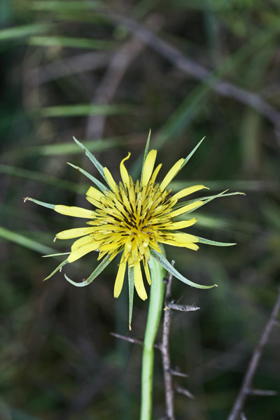 Tragopogon dubius, Barba di becco a tromba, Barba di becco dubbia