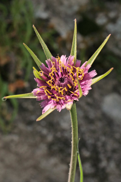 Tragopogon porrifolius, Barba di becco violetta, Raperonzolo selvatico, Salsèfica, Salsifì, Limpora, Limporra, Pei de caboni, Pei de caponi