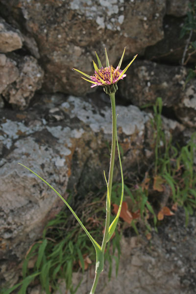 Tragopogon porrifolius, Barba di becco violetta, Raperonzolo selvatico, Salsèfica, Salsifì, Limpora, Limporra, Pei de caboni, Pei de caponi