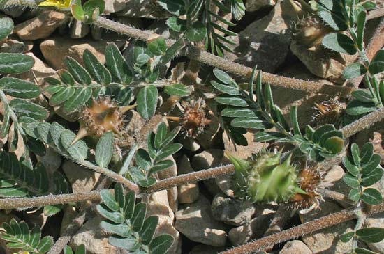 Tribulus terrestris, Tribolo comune, Caciarello, Basa peis, Ispina turpa, Isproneddu, Spina zurpa, Spronitu