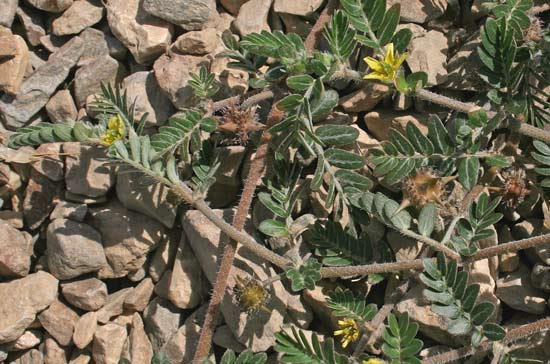 Tribulus terrestris, Tribolo comune, Caciarello, Basa peis, Ispina turpa, Isproneddu, Spina zurpa, Spronitu