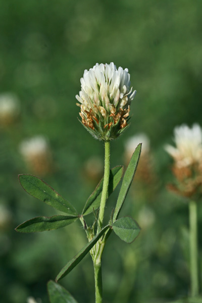 Trifolium alexandrinum, Trifoglio d'Alessandria, Travullu, Trevozu