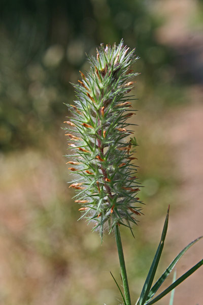 Trifolium angustifolium, Trifoglio angustifoglio, Alba muzzone, Elva muzzone