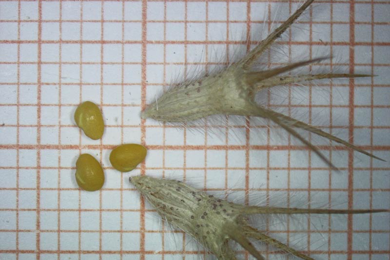 Trifolium angustifolium, Trifoglio angustifoglio, Alba muzzone, Elva muzzone