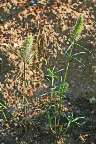 Trifolium angustifolium, Trifoglio angustifoglio, Alba muzzone, Elva muzzone