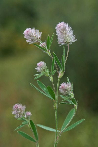 Trifolium arvense, Trifoglio arvense, Eiva de lepere, Erba de leperes, Pei de lepuri