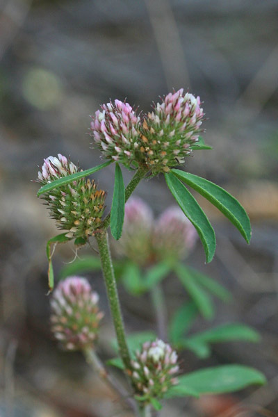 Trifolium bocconei, Trifoglio di Boccone, Travullu, Trevozu