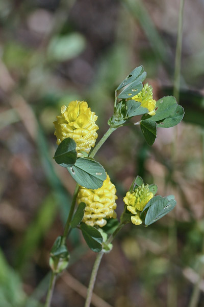 Trifolium campestre, Trifoglio campestre, Mole-mole, Travullu, Trevozu